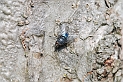 Bluebottle - A
